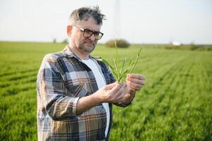 ein jung Farmer inspiziert das Qualität von Weizen Sprossen im das Feld. das Konzept von Landwirtschaft. foto