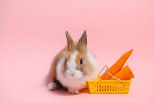 schön Hase Ostern Hase auf Licht Rosa Hintergrund. schön schön Haustiere. Banner Größe. foto