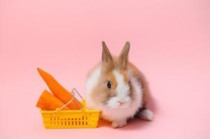 braun süß Baby Hase Stehen und halt das Einkaufen Wagen mit Baby Möhren. schön Aktion von jung Hase wie Einkaufen. foto