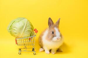 Hase Stehen und halt das Einkaufen Wagen auf farbig Hintergrund. schön Aktion von jung Hase wie Einkaufen. foto