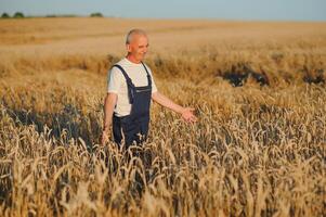 besorgt grau behaart Agronom oder Farmer mit ein Tablette während inspizieren organisch Weizen Feld Vor das Ernte. zurück zündete Sonnenuntergang Foto. niedrig Winkel Sicht. foto