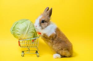 Hase Stehen und halt das Einkaufen Wagen auf farbig Hintergrund. schön Aktion von jung Hase wie Einkaufen. foto