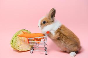 jung bezaubernd Hase Stand auf farbig Hintergrund. süß Baby Hase zum Ostern und online Einkaufen Geschäft zum Haustier und Gemüse. foto