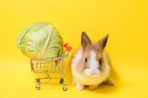 Hase Stehen und halt das Einkaufen Wagen auf farbig Hintergrund. schön Aktion von jung Hase wie Einkaufen. foto