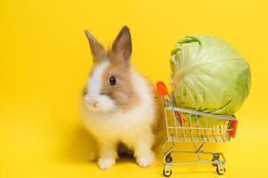 jung bezaubernd Hase Stand auf farbig Hintergrund. süß Baby Hase zum Ostern und online Einkaufen Geschäft zum Haustier und Gemüse. foto