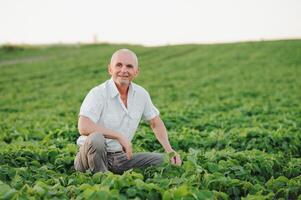 Agronom inspizieren Soja Bohne Pflanzen wachsend im das Bauernhof Feld. Landwirtschaft Produktion Konzept. jung Agronom untersucht Sojabohne Ernte auf Feld im Sommer. Farmer auf Sojabohne Feld foto