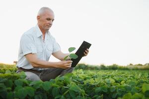 Agronom inspizieren Soja Bohne Pflanzen wachsend im das Bauernhof Feld. Landwirtschaft Produktion Konzept. jung Agronom untersucht Sojabohne Ernte auf Feld im Sommer. Farmer auf Sojabohne Feld foto