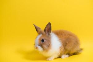 süß Hase auf Gelb Hintergrund. Ostern Symbol foto