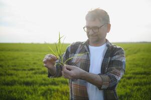 Porträt von Senior Farmer Stehen im Grün Weizen Feld. foto