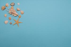 eben legen. oben Sicht. Rahmen von Muscheln von verschiedene Arten auf ein Blau Hintergrund. Muscheln und Seestern auf ein Pastell- Hintergrund. Ferien Konzept. Reise Konzept. mit Kopieren Raum foto