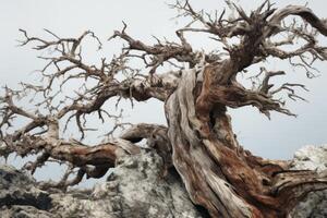 ai generiert ein schließen oben von ein verwittert und belastbar Baum Stehen gegen das Elemente. generativ ai foto