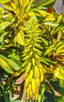 Aloe vera Agave Kaktus Pflanze Pflanzen Blüten Gelb Blume Mexiko. foto