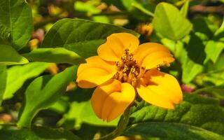 gelbe schöne tropische blumen und pflanzen in mexiko. foto