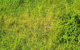 Grün Rasen Gras Klettern Pflanzen Textur tropisch Muster Mexiko. foto