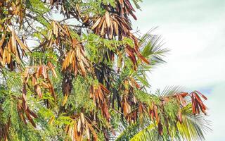 rot guaje Baum Pflanze mit Samen Bohnen Bohne pod Hülsen. foto