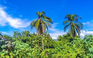 tropisch natürlich Palme Baum Palmen Blau Himmel im Mexiko. foto