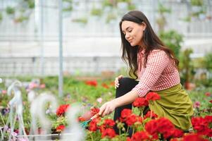 Pflanze Pflege, wachsend Zimmerpflanzen zum Verkauf. weiblich Florist Pflege zum Pflanze Kindergarten mit Sukkulenten. Gartenarbeit Geschäft, Blume Geschäft von Verkauf Geschäft Konzept. Gärtner Arbeiten, unkenntlich Nahansicht foto