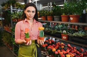 Pflanze Pflege, wachsend Zimmerpflanzen zum Verkauf. weiblich Florist Pflege zum Pflanze Kindergarten mit Sukkulenten. Gartenarbeit Geschäft, Blume Geschäft von Verkauf Geschäft Konzept. Gärtner Arbeiten, unkenntlich Nahansicht foto