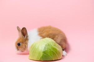 wenig Hase Schuss auf Rosa Hintergrund foto