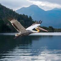 ai generiert Vogel im Flug Dalmatiner Pelikan Über heiter Berg See zum Sozial Medien Post Größe foto