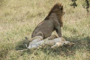 Paarung afrikanischer Löwen foto
