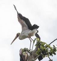 gelber Schnabelstorch foto