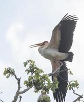 gelber Schnabelstorch foto