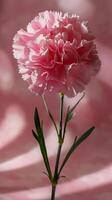 ai generiert Rosa Blume mit Grün Stengel auf Rosa Hintergrund foto