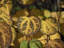 attraktives japanisches Katsura-Baumblatt im Herbst foto