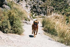 Boxerhund, der in den Berg geht. cahorros, granada, spanien foto