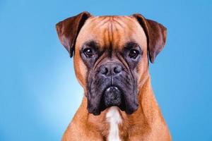 Boxerhund im Fotostudio auf blauem Hintergrund foto