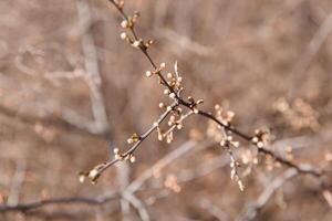 Bäume im Frühling, Bäume blühen im Frühling, Zweig, Knospen auf ein Zweig, schön Hintergrund, jung Blätter und Blumen auf Baum Geäst foto