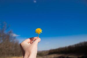 Gelb Löwenzahn gegen das Himmel, Löwenzahn im Hand gegen das Himmel, Gelb Löwenzahn im Frühling. Frühling Blumen. schön Hintergrund. foto