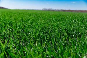 Frühling Gras auf das Feld, Grün Gras, Gras wächst auf das Feld, Feld im Frühling foto