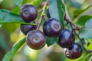 ai generiert Nahansicht Aussicht von acai Beeren auf Ast zeigen Superfood lila Obst mit Antioxidans Eigenschaften im ein natürlich organisch Rahmen foto