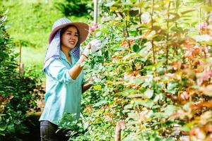 asiatische Frauenbauern den Rosengarten. Arbeitergärtner kümmert sich um die Rosen. Landwirtschaft foto