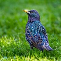 Vogel Fotografie, Vogel Bild, die meisten schön Vogel Fotografie, Natur Fotografie foto