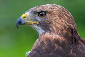 Vogel Fotografie, Vogel Bild, die meisten schön Vogel Fotografie, Natur Fotografie foto