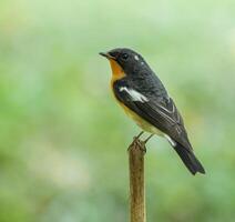 Vogel Fotografie, Vogel Bild, die meisten schön Vogel Fotografie, Natur Fotografie foto