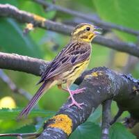 Vogel Fotografie, Vogel Bild, die meisten schön Vogel Fotografie, Natur Fotografie foto