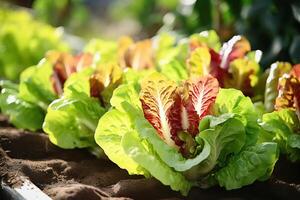 ai generiert frisch und üppig Grüner Salat Blätter sanft wachsend im ein schön kultiviert Garten Bett foto