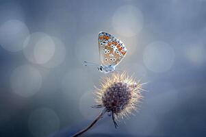 Monarch, schön Schmetterling Fotografie, schön Schmetterling auf Blume, Makro Fotografie, schön Natur foto