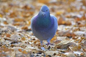 Vogel Fotografie, Vogel Bild, die meisten schön Vogel Fotografie, Natur Fotografie foto