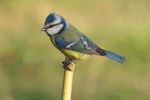 Vogel Fotografie, Vogel Bild, die meisten schön Vogel Fotografie, Natur Fotografie foto