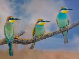 Vogel Fotografie, Vogel Bild, die meisten schön Vogel Fotografie, Natur Fotografie foto