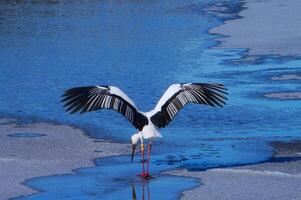 Vogel Fotografie, Vogel Bild, die meisten schön Vogel Fotografie, Natur Fotografie foto