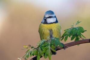 Vogel Fotografie, Vogel Bild, die meisten schön Vogel Fotografie, Natur Fotografie foto