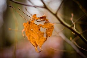 schön Natur Hintergrund Foto