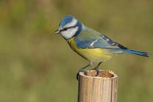 Vogel Fotografie, Vogel Bild, die meisten schön Vogel Fotografie, Natur Fotografie foto