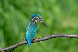 Vogel Fotografie, Vogel Bild, die meisten schön Vogel Fotografie, Natur Fotografie foto